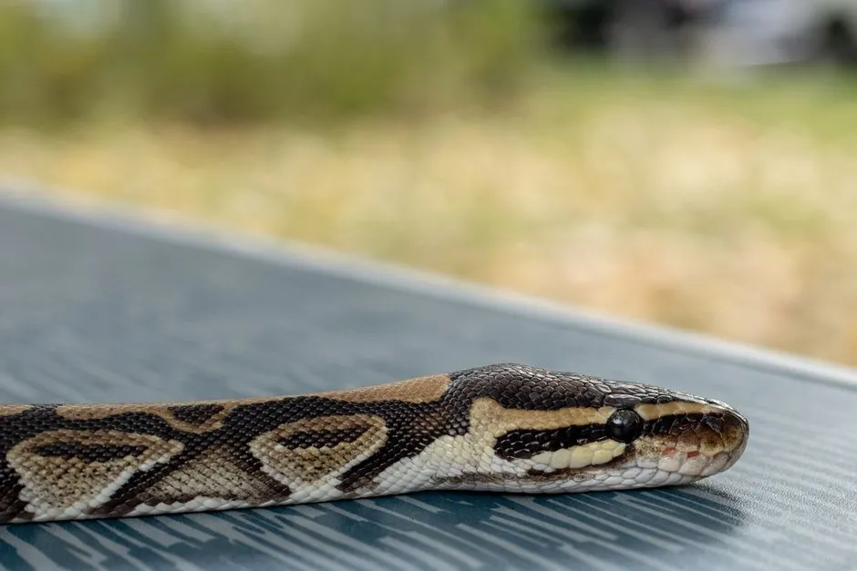 Corn Snake Care Sheet: Tank Setup, Temps, and Feeding