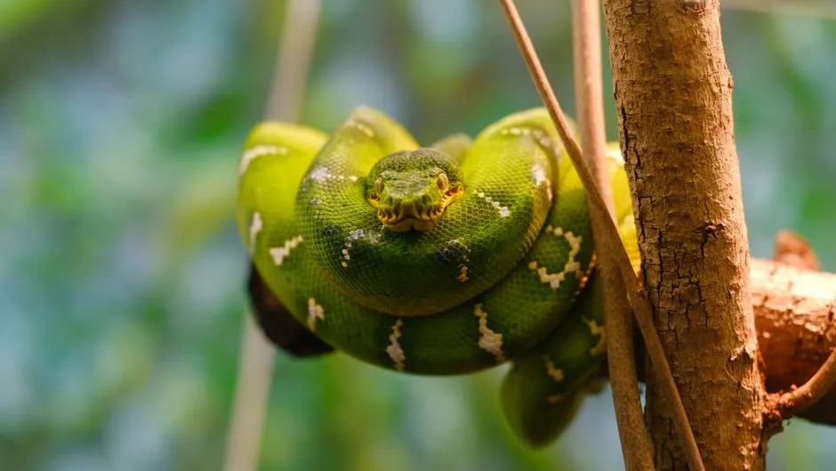Ball Python Humidity: Ideal Range and How to Keep It Stable